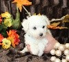 CHIOT male bichon collier bleu