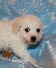 CHIOT male bichon sans collier