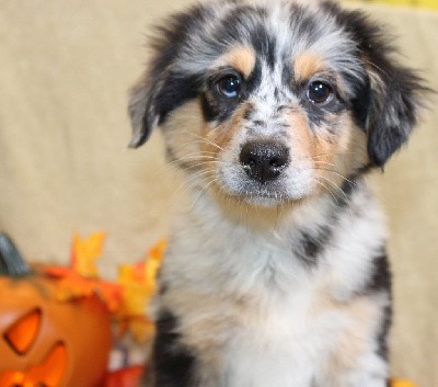 CHIOT femelle bleu merle collier jaune (Vanesse)