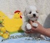 CHIOT male bichon maltais collier vert