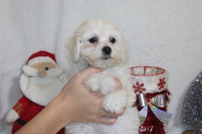 CHIOT male collier vert clair