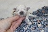 CHIOT femelle bichon maltais collier marron