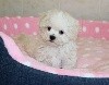 CHIOT femelle bichon maltais (miniature)