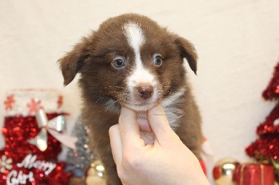 CHIOT male rouge et blanc collier rouge