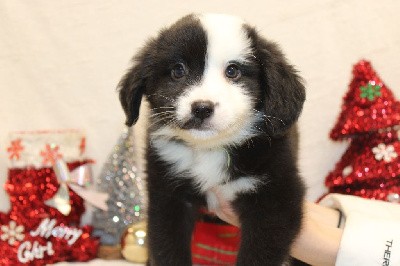 CHIOT male blanc et noir collier vert