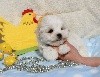 CHIOT male bichon maltais collier marron