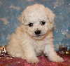 CHIOT bichon femelle collier marron clair