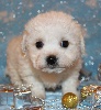 CHIOT male bichon collier rouge