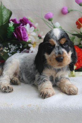 CHIOT  femelle tricolore bleu collier rose