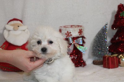 CHIOT male collier gris