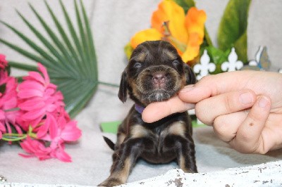 CHIOT femelle chocolat et feu collier violet