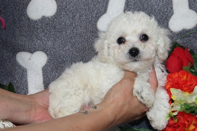 CHIOT male collier marron