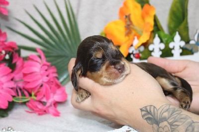 CHIOT femelle chocolat et feu collier bleu ciel