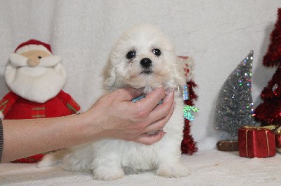 CHIOT  male collier bleu ciel