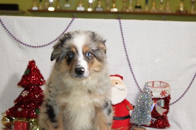 CHIOT male bleu merle collier vert (Veronne)