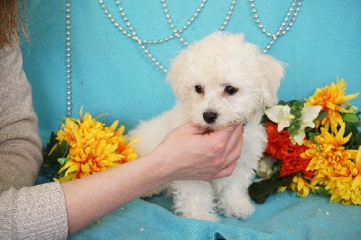 CHIOT femelle collier violet ( Vermeille)