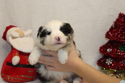 CHIOT male bleu merle collier bleu