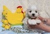 CHIOT male bichon maltais collier vert