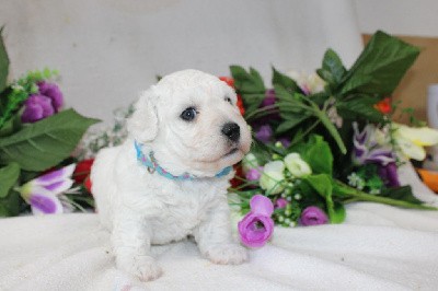 CHIOT male collire bleu