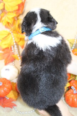 CHIOT male blanc et noir collier bleu