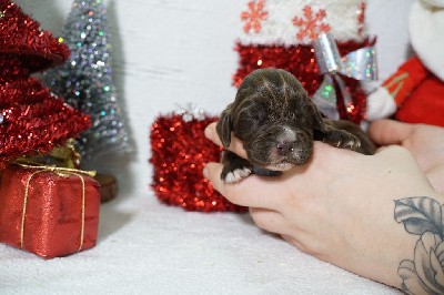 CHIOT femelle chocolat collier rose