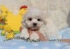 CHIOT male bichon maltais collier rouge (R'Milou)