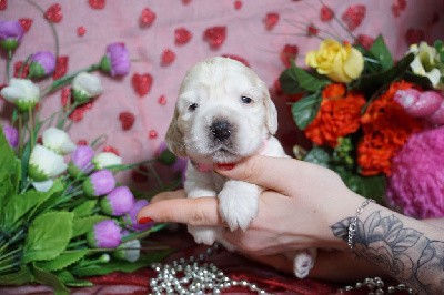 CHIOT cocker blanche et orange collier rose