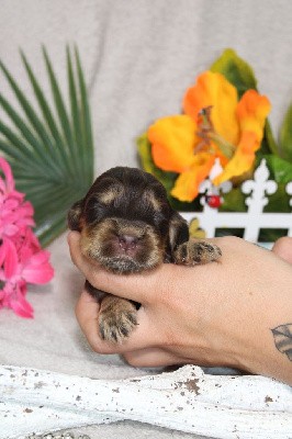 CHIOT femelle chocolat et feu collier rose