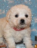 CHIOT male bichon collier rouge