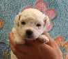 CHIOT femelle bichon collier rose