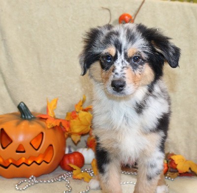 CHIOT femelle bleu merle collier jaune (Vanesse)