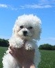 CHIOT bichon male collier beige