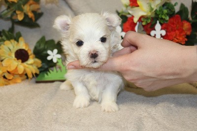 CHIOT male colier vert