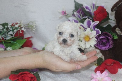 CHIOT male collier bleu ( Mini)