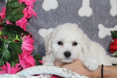 CHIOT male collier bleu