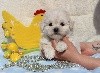 CHIOT male bichon maltais collier bleu