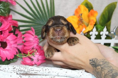 CHIOT male chocolat et feu collier noir