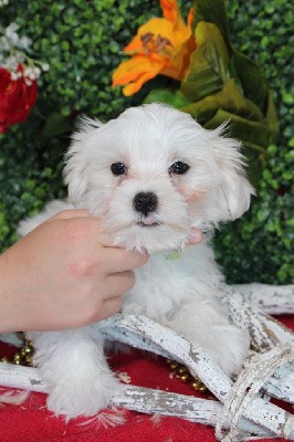 CHIOT male collier vert ( petit modèle)