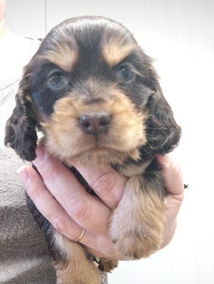 CHIOT femelle chocolat et feu collier vert