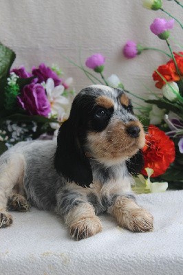 CHIOT  femelle tricolore bleu collier rose