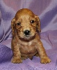 CHIOT cocker anglais male Fauve