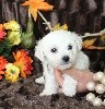 CHIOT male bichon collier marron