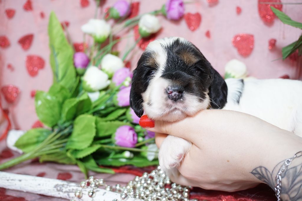 chiot Cocker Spaniel Anglais Du Royaume Des Quatre Pattes