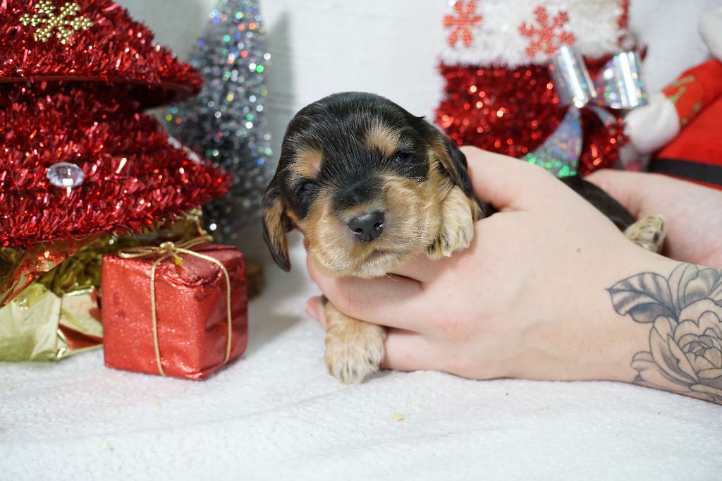 Du Royaume Des Quatre Pattes - Chiot disponible  - Cocker Spaniel Anglais