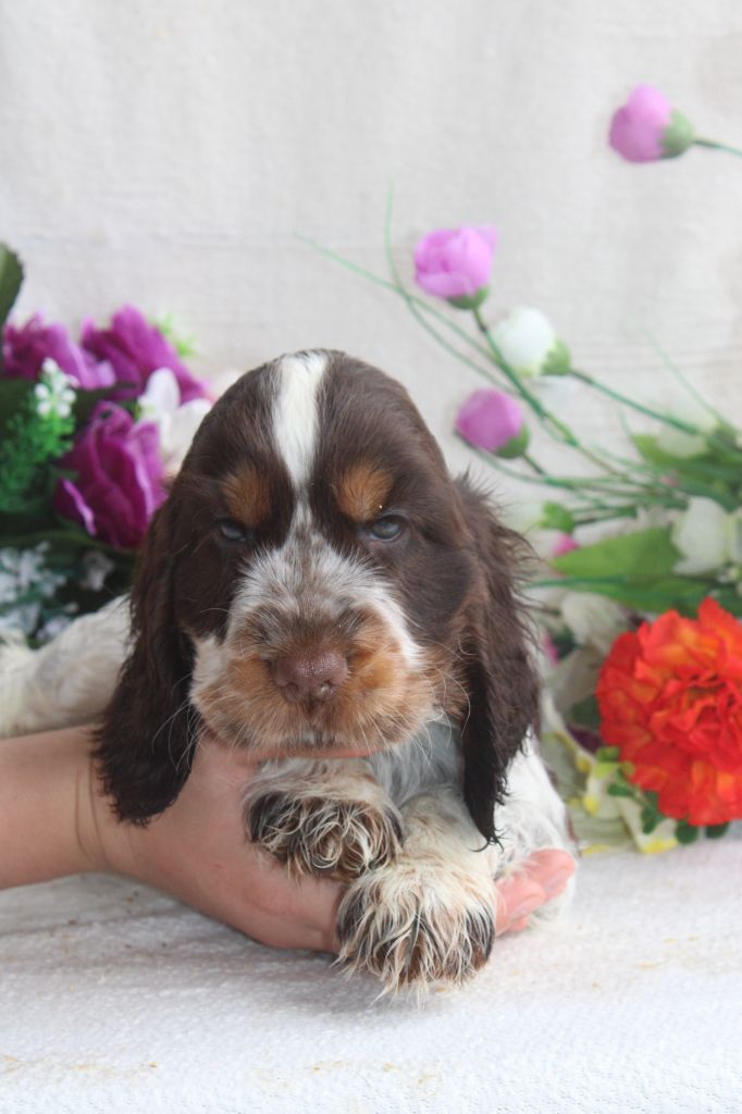 Du Royaume Des Quatre Pattes - Chiot disponible  - Cocker Spaniel Anglais