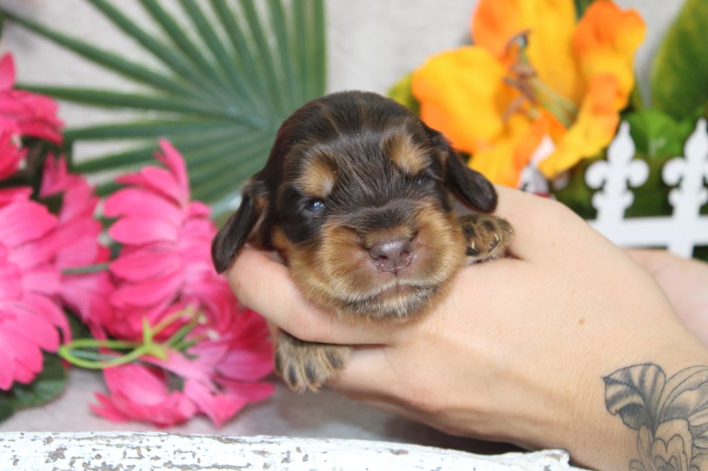 CHIOT male chocolat et feu collier noir