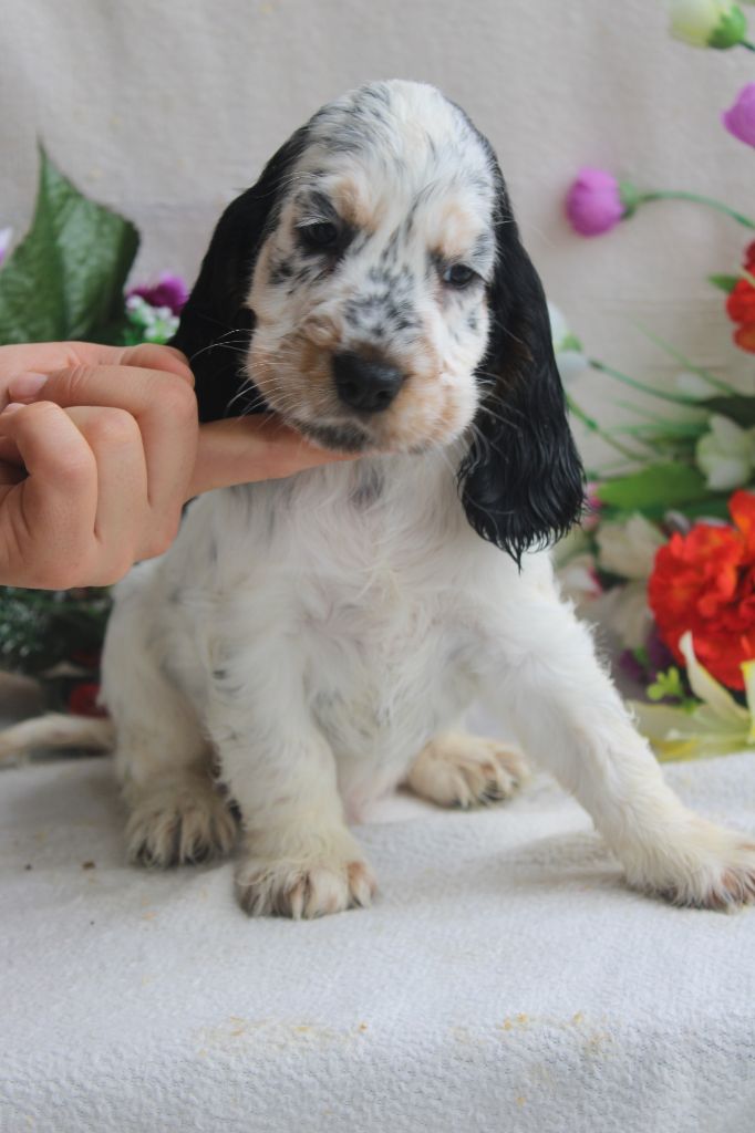 Du Royaume Des Quatre Pattes - Chiot disponible  - Cocker Spaniel Anglais