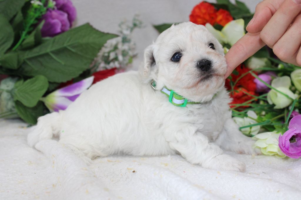 CHIOT male collier vert