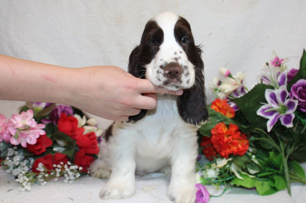 chiot Cocker Spaniel Anglais Du Royaume Des Quatre Pattes