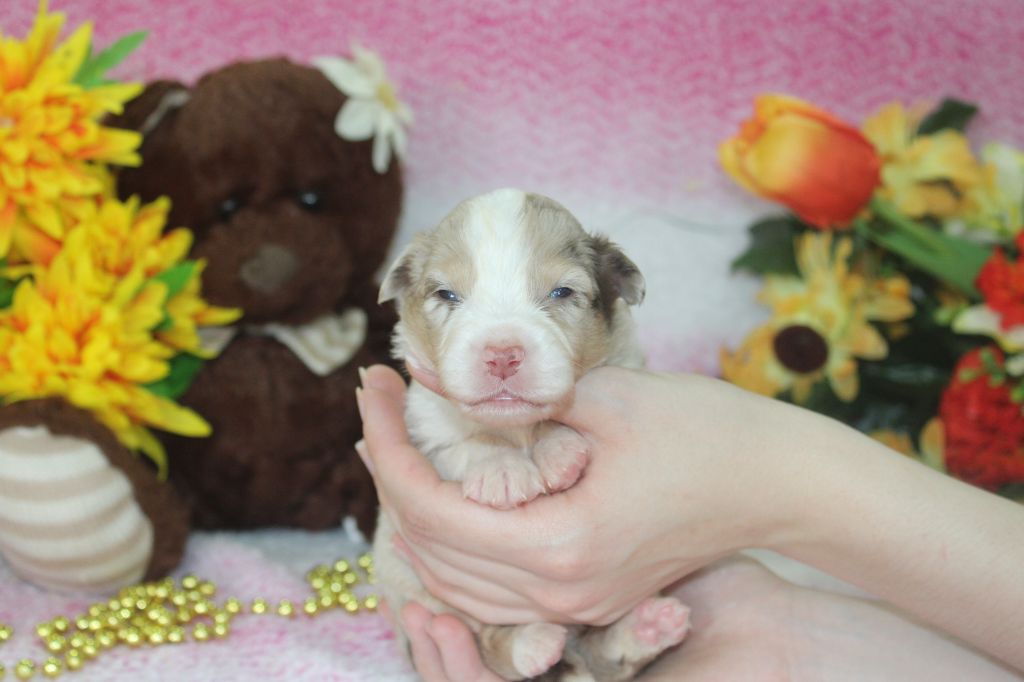 CHIOT male rouge merle collier vert